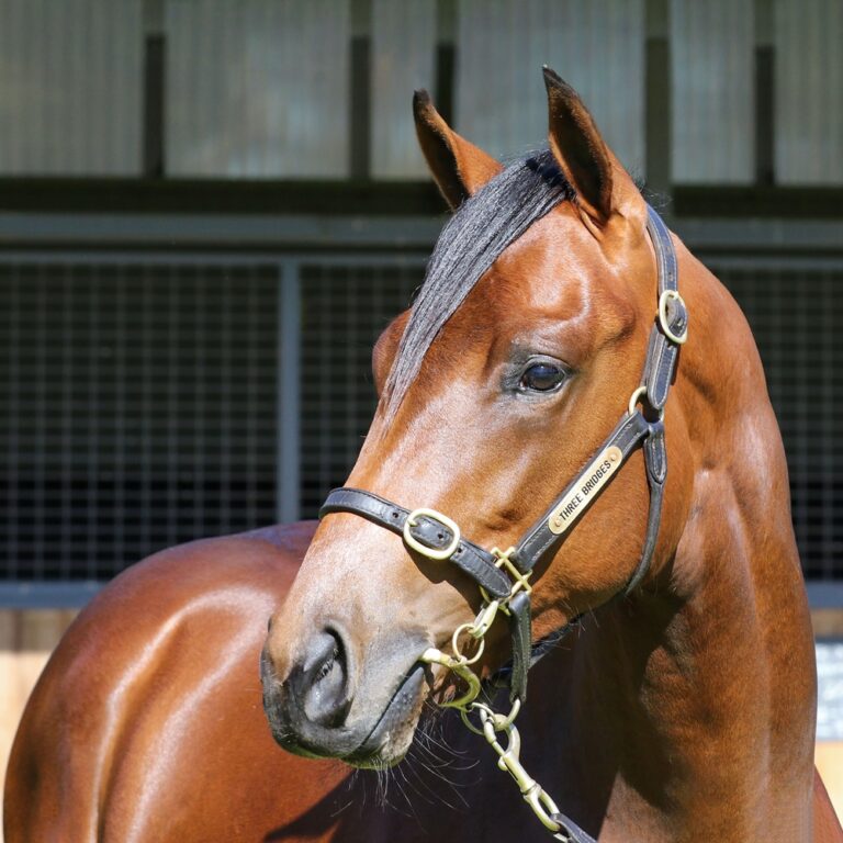 Lot 714 - Russian Camelot (IRE) x Quintello (IRE) headshot