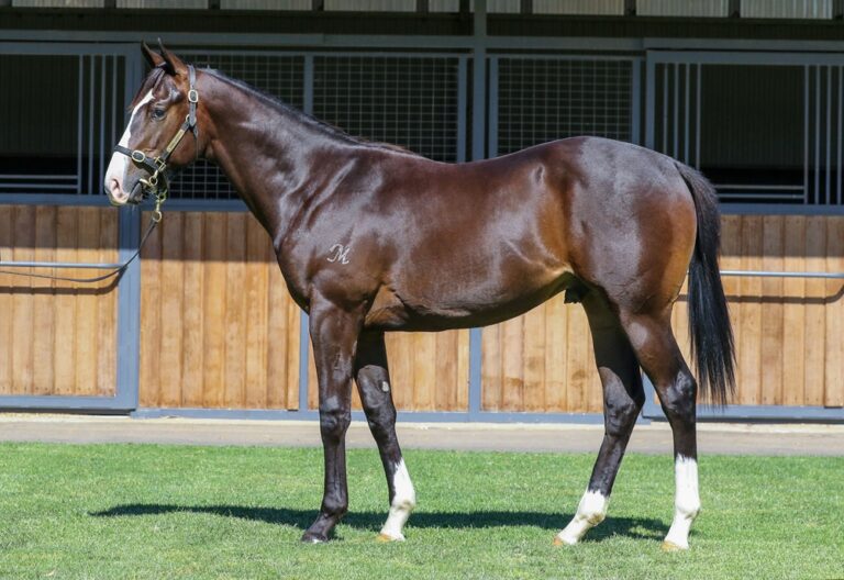 Lot 760 - Spirit of Boom (AUS) Sally's Day (AUS)