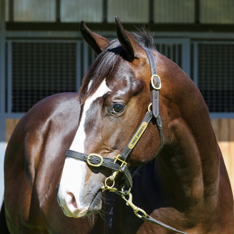 Lot 760 - Spirit of Boom (AUS) Sally's Day (AUS) Headshot