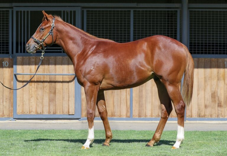 Lot 898 - Toronado (IRE) x Tereka (AUS)