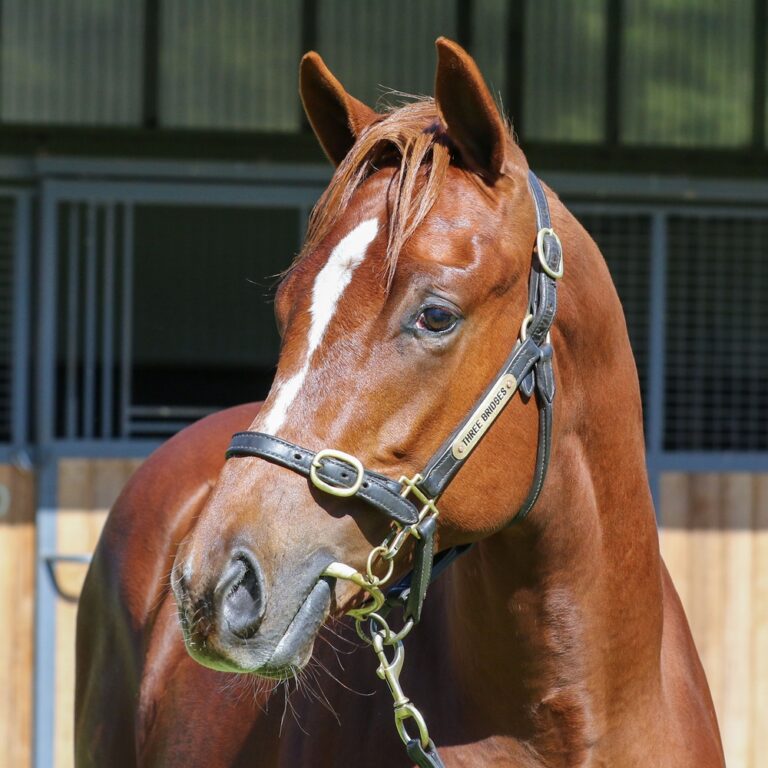 Lot 898 - Toronado (IRE) x Tereka (AUS) headshot