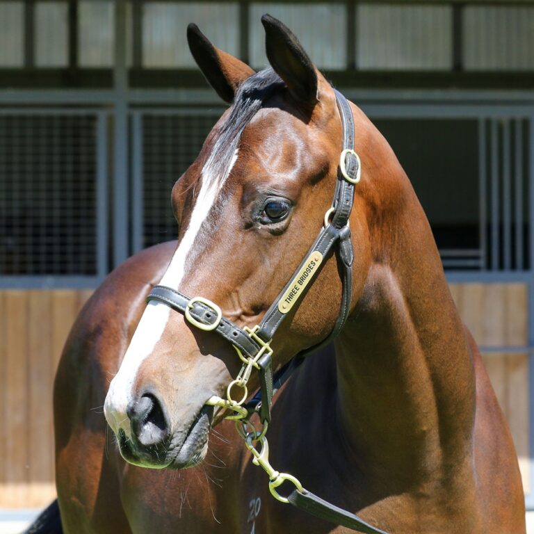 Lot 957 - Blue Point (IRE) x Viviette (IRE) headshot