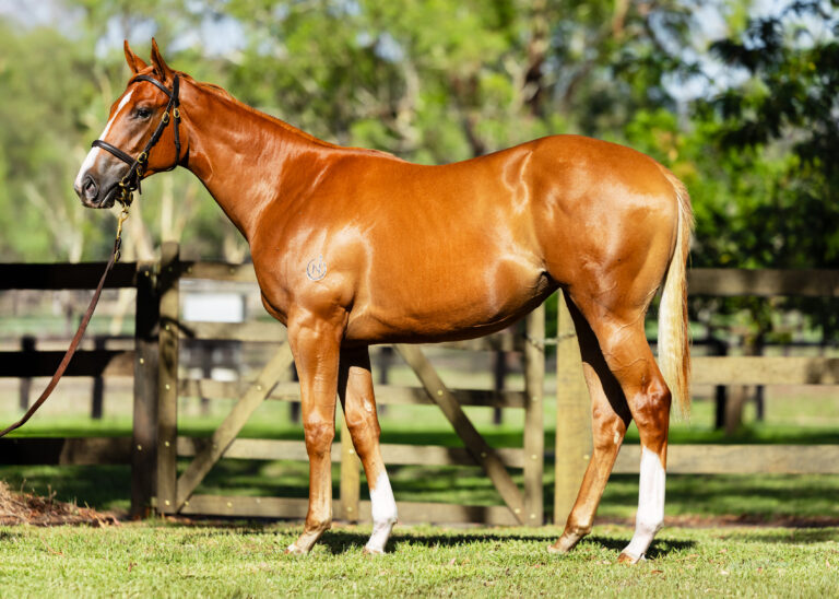 Lot 104 - Maurice x Kardashing 2024