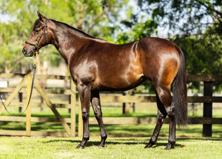 Lot 659 -Pinatubo x Bay Breeze 2024