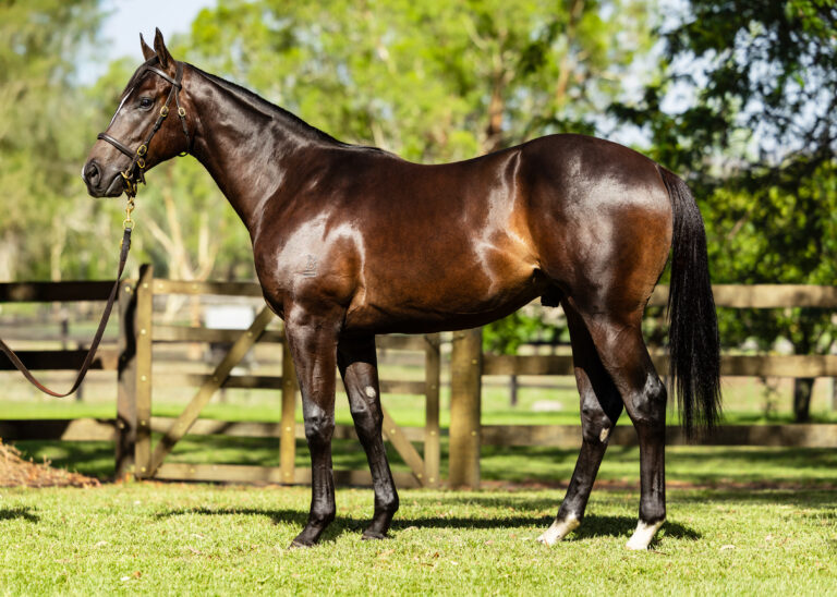 Lot 780 -I Am Invincible x Elusive Nature 2024