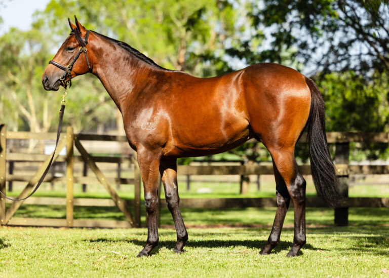 Lot 98 -Artorius x Joseph's Coat 2024