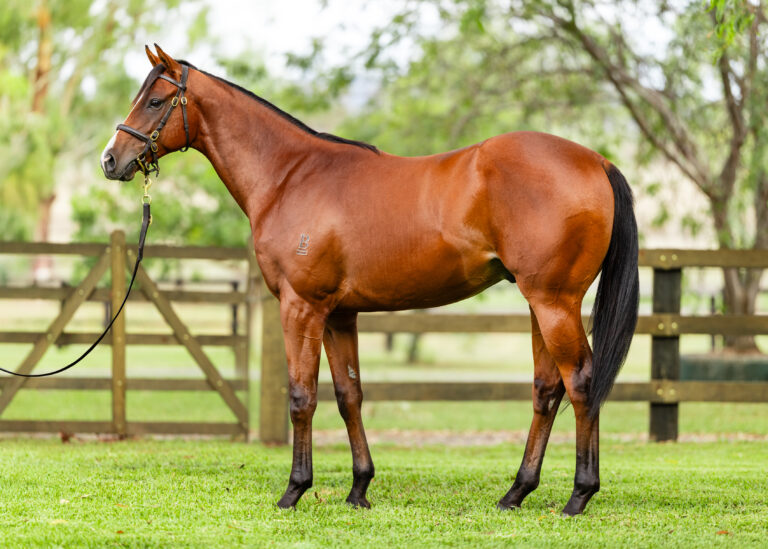Lot 184 - Justify x Whistle Baby 2024