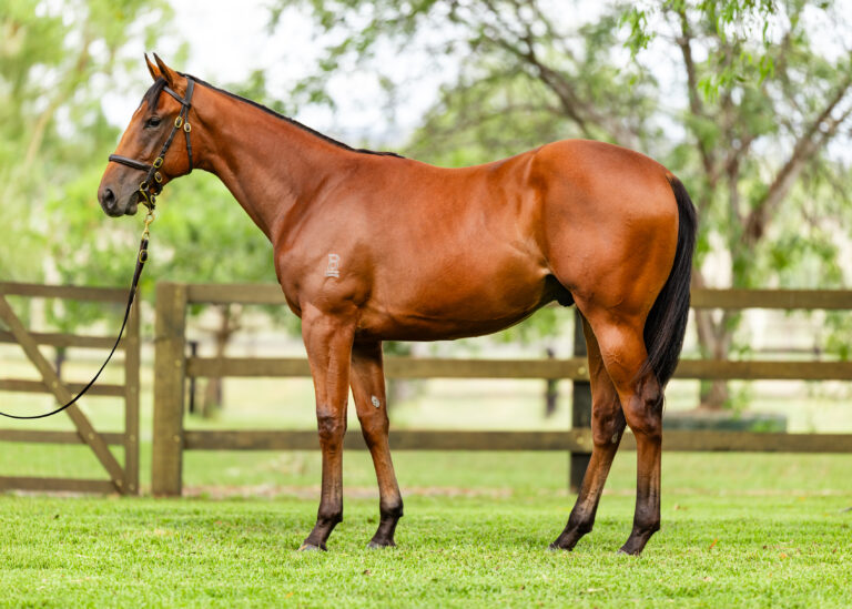 Lot 434 -Snitzel x Miss Atom Bomb 2024